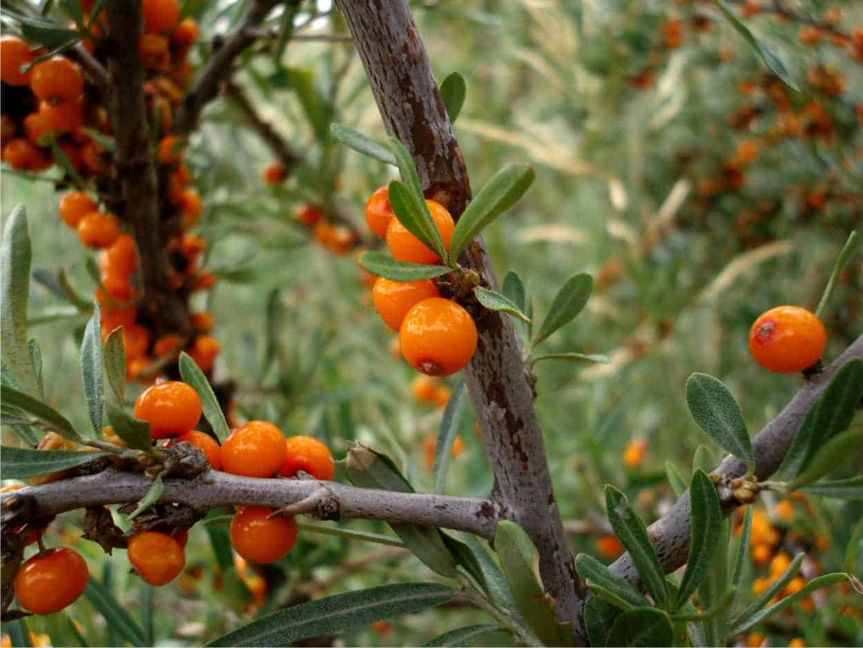 olivello spinoso è tiroide