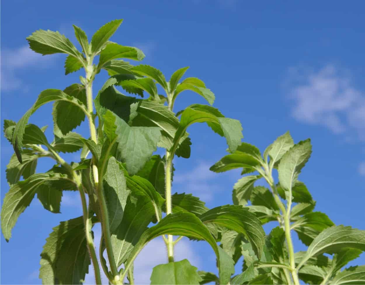 stevia rebaudiana