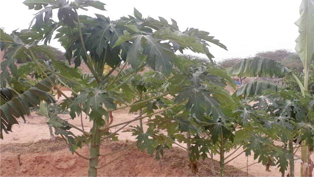 alberi da frutto senza acqua