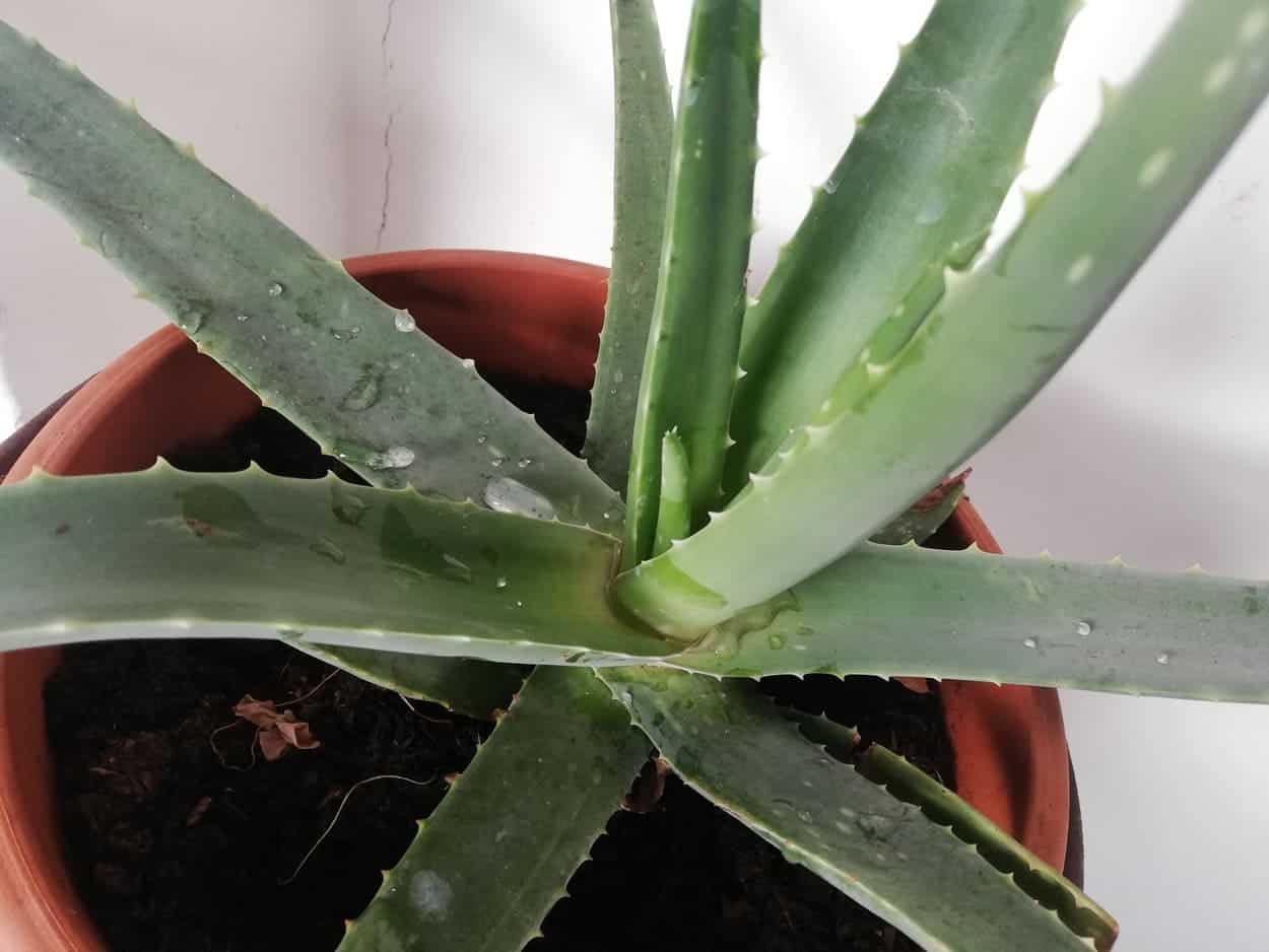 aloe in vaso