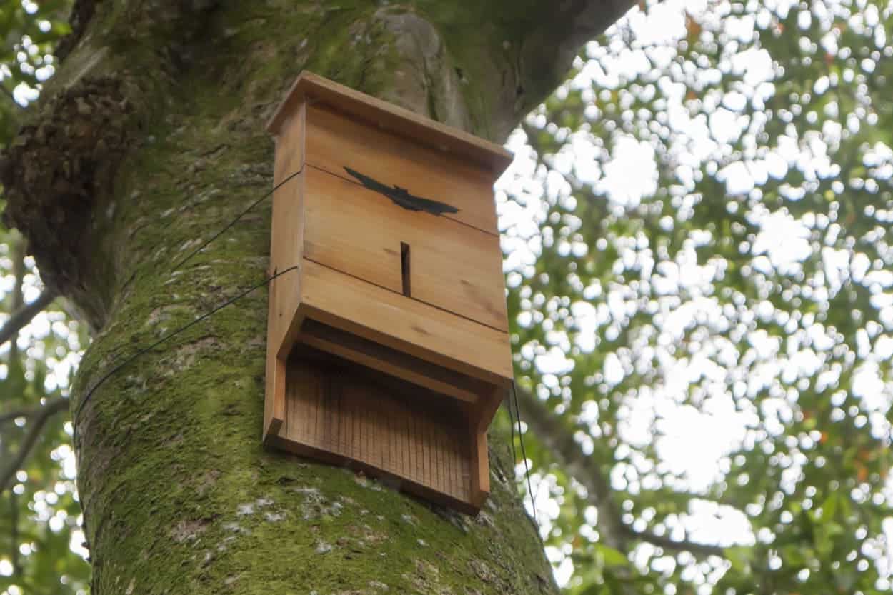 bat box