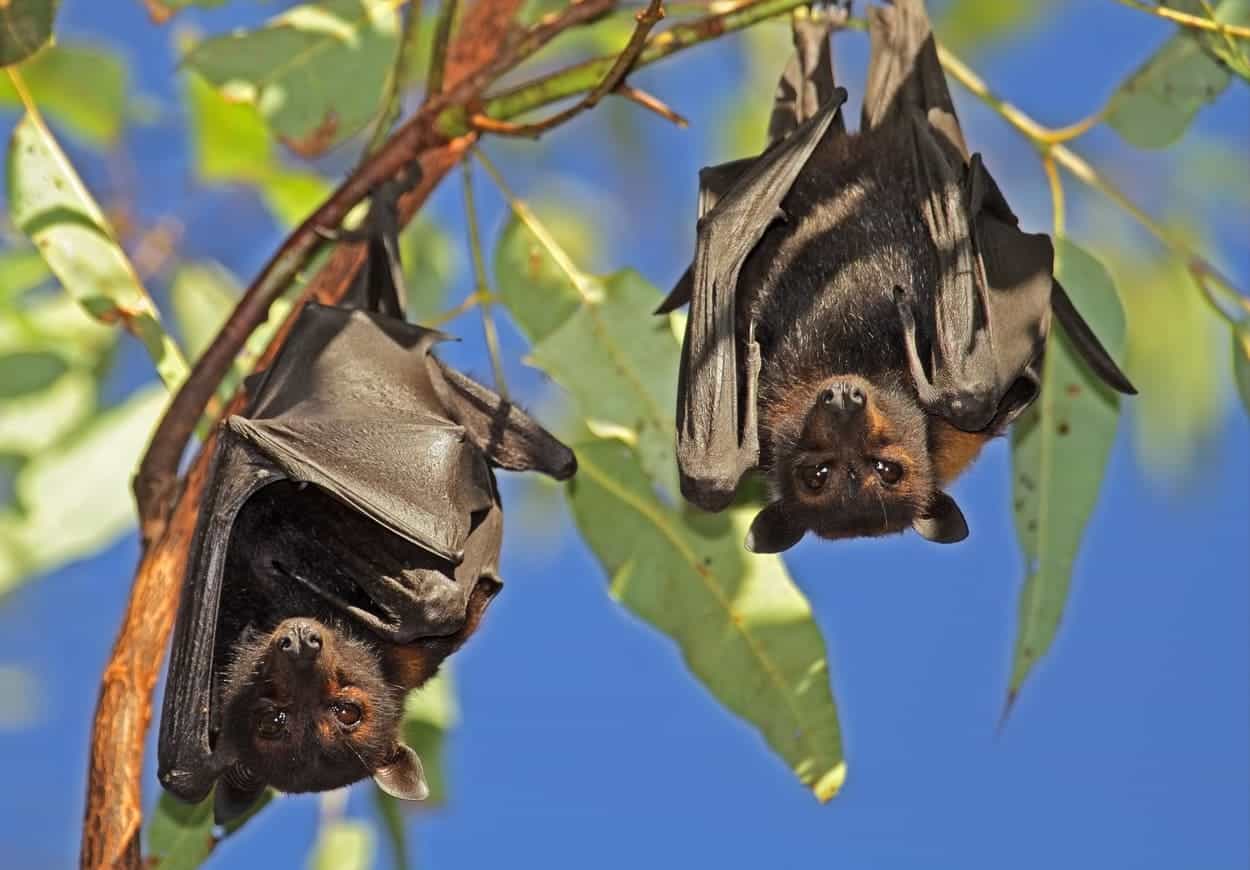 Pipistrelli: 6 curiosità da non perdere 