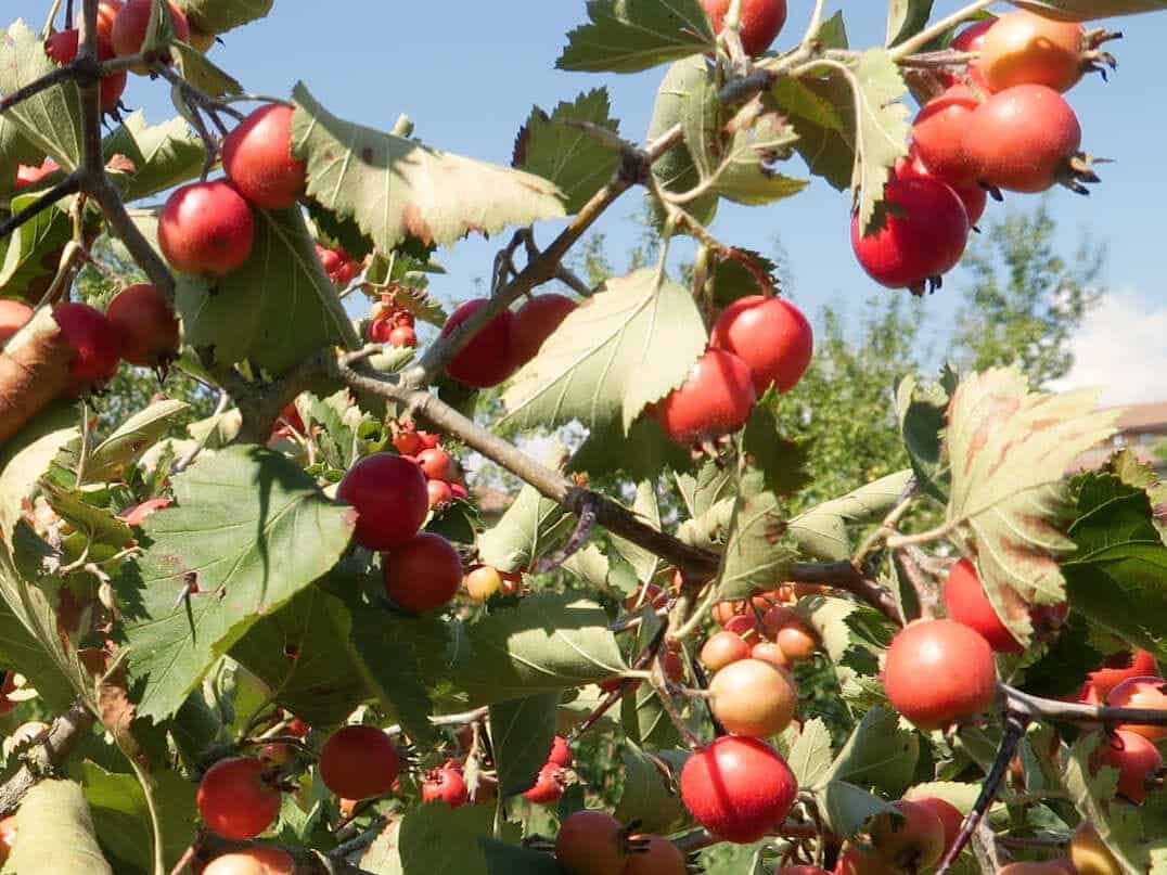 introduzione alla food forest