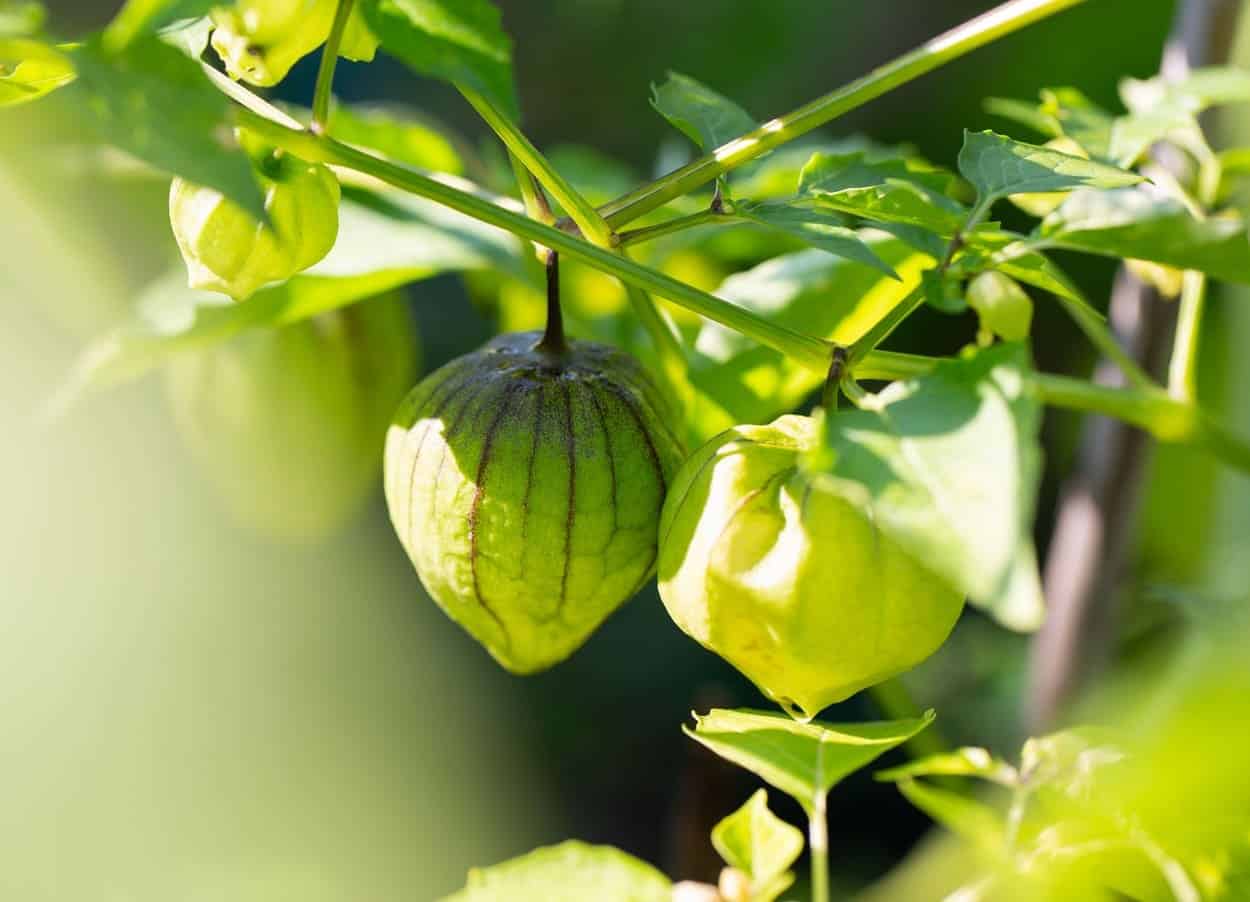 pianta di tomatillo