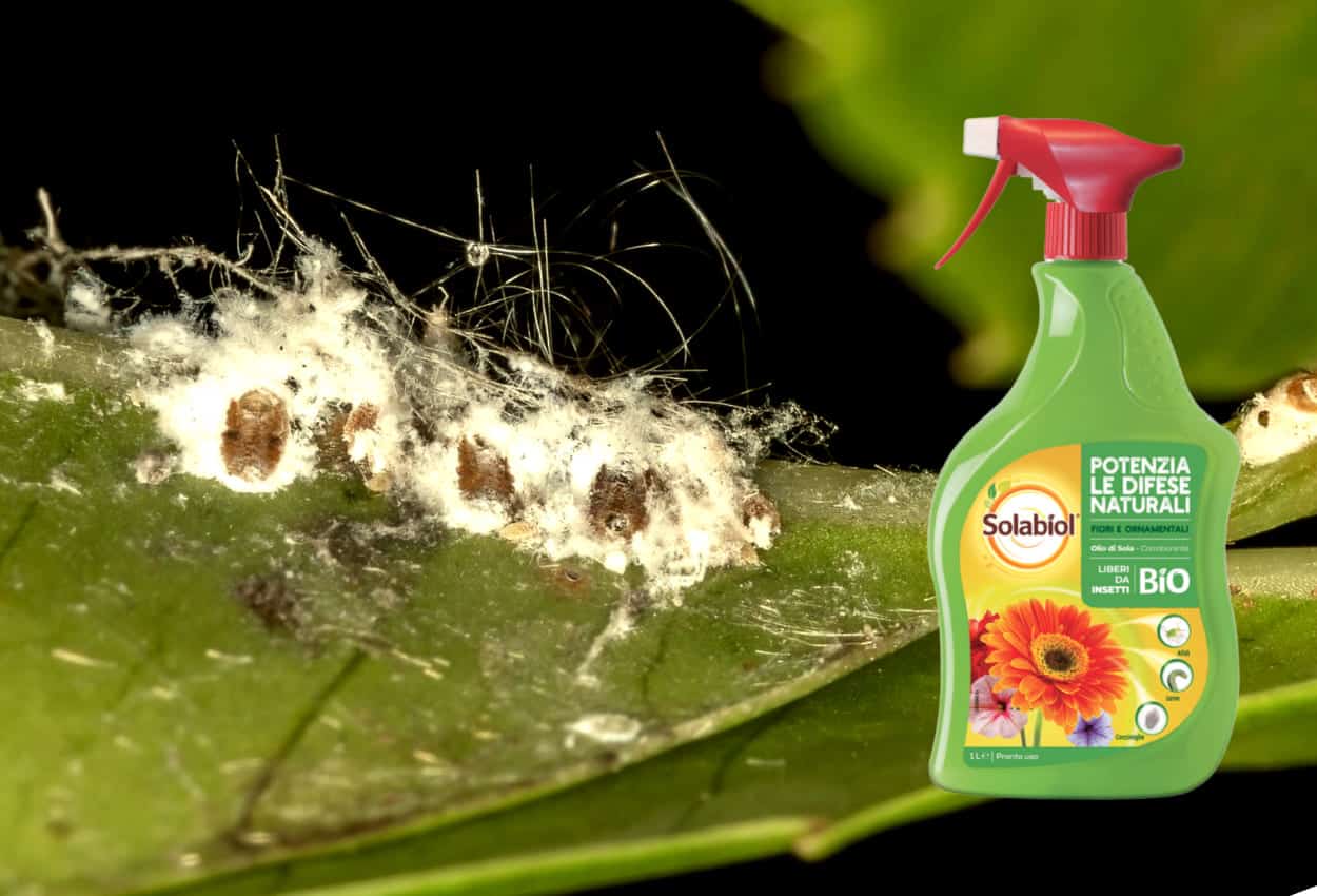 Olio di Soia Insetticida insetti e cocciniglia per piante 200 ml Flortis