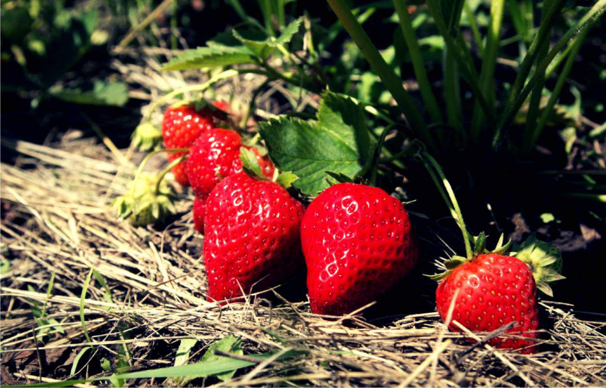 fragole pacciamatura