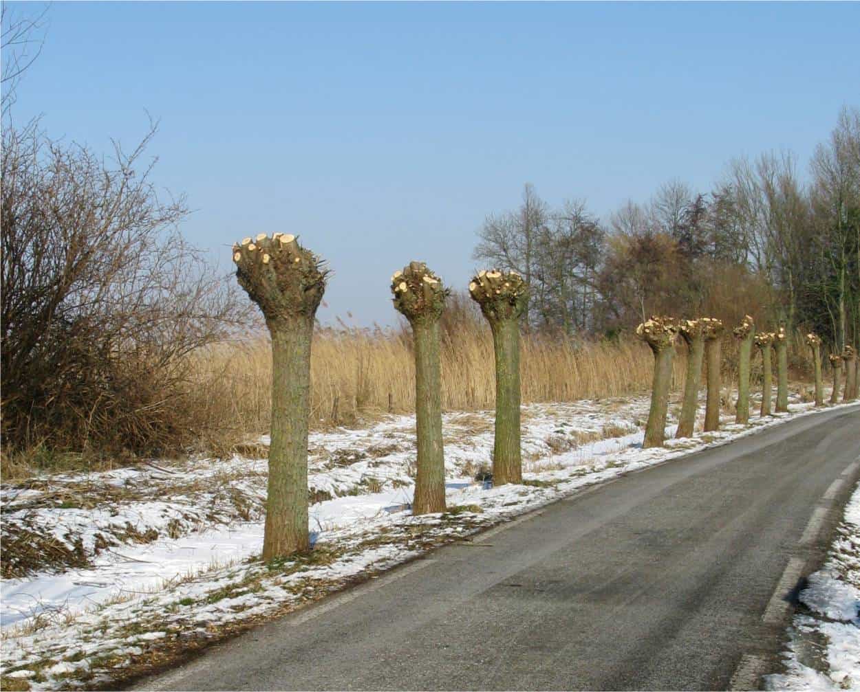 alberi a testa di salice