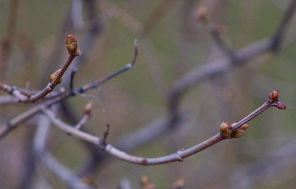 marzo nel frutteto