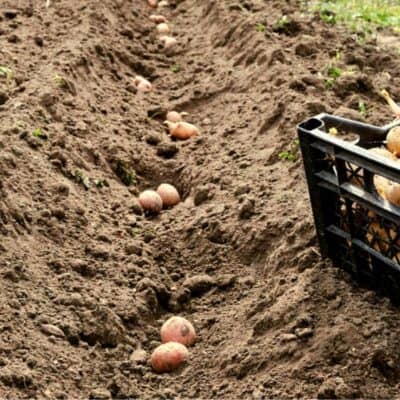 piantare patate