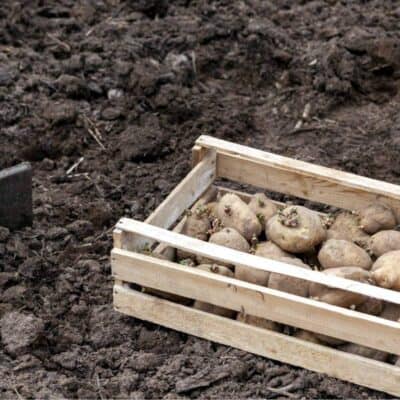 coltivare patate