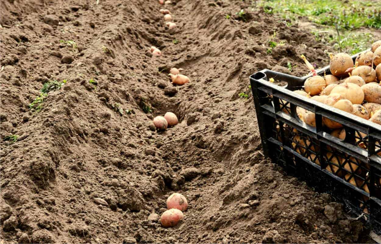 piantare patate