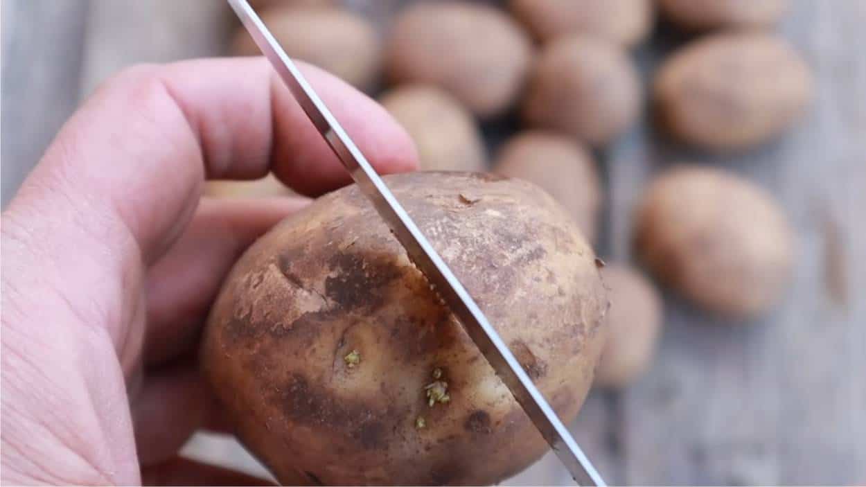 taglio patata da semina