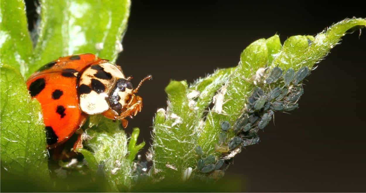 coccinelle antagoniste degli afidi