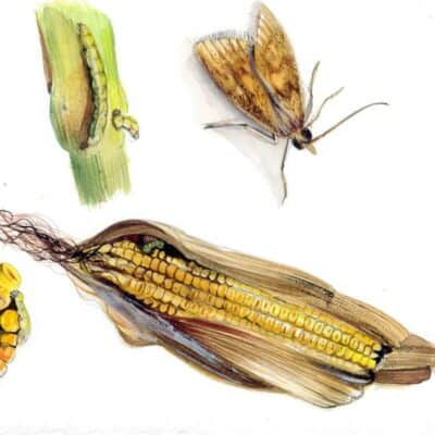 Piralide del mais: lotta biologica
