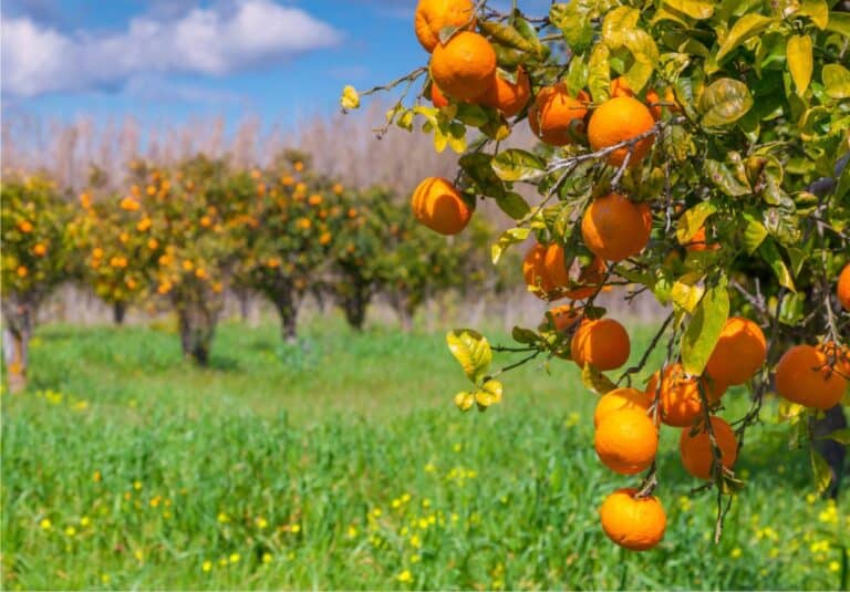 Trattamenti senza rame ecco cosa possiamo fare