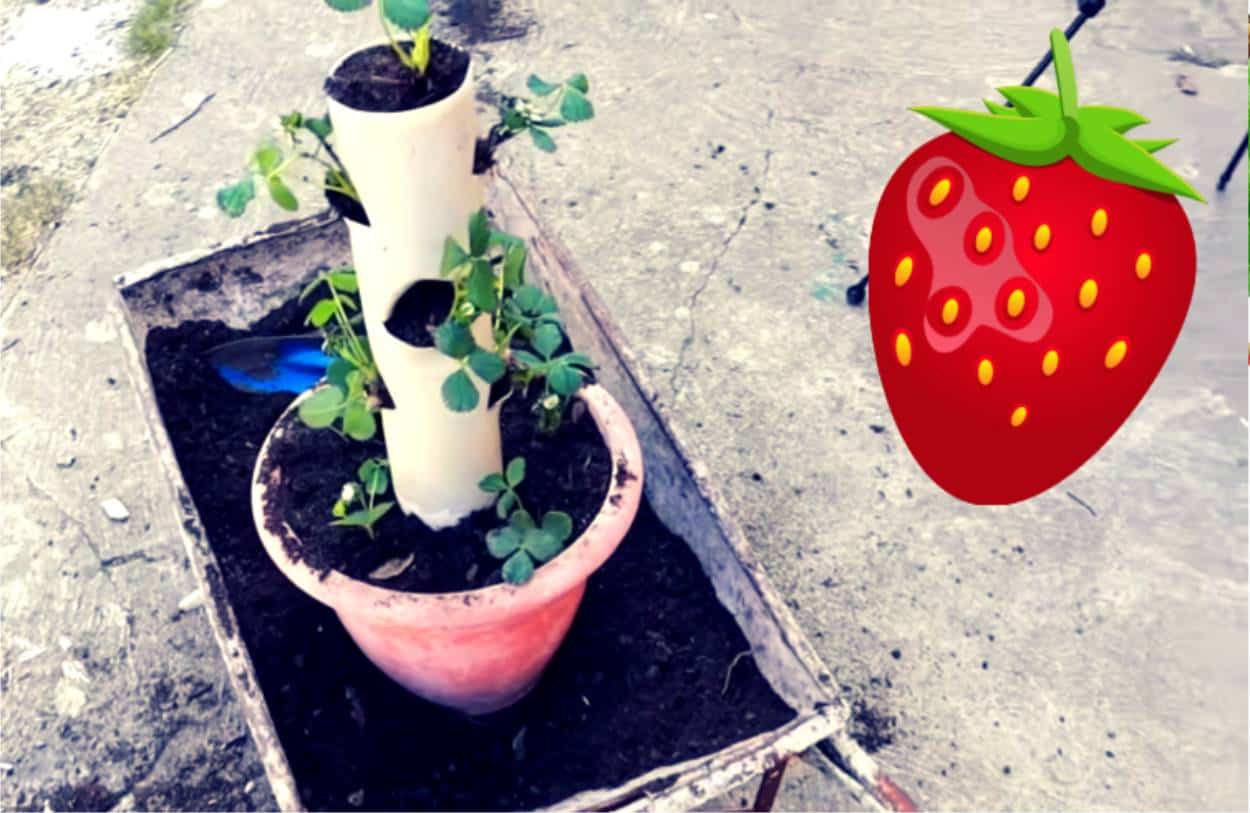 Supporti Per Fragole Iceyyyy 12 Pezzi Quadrati - Reggipianta In Plastica, Rialzo Per Bacche, Evita Marciume E Sporco