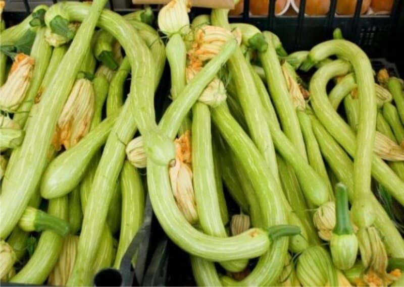Zucchino Chiaro Da Palo: Varietà E Formati Disponibili - Foto 5