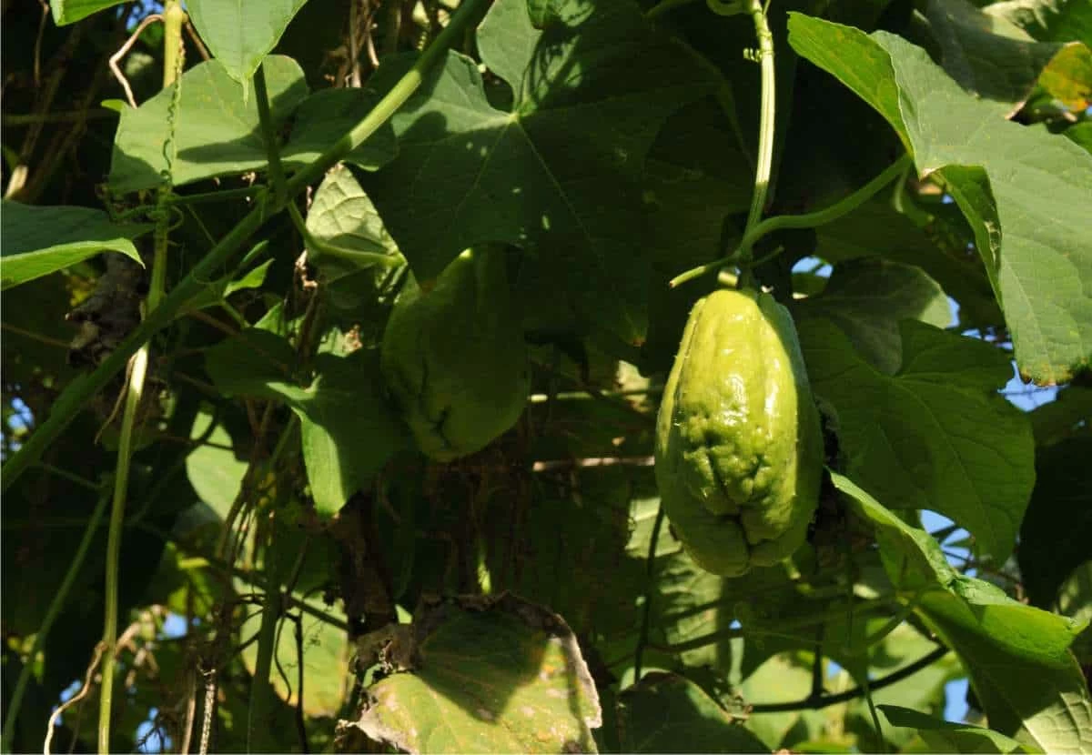 pianta di zucchina centenaria