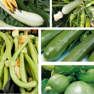 varietà di zucchine