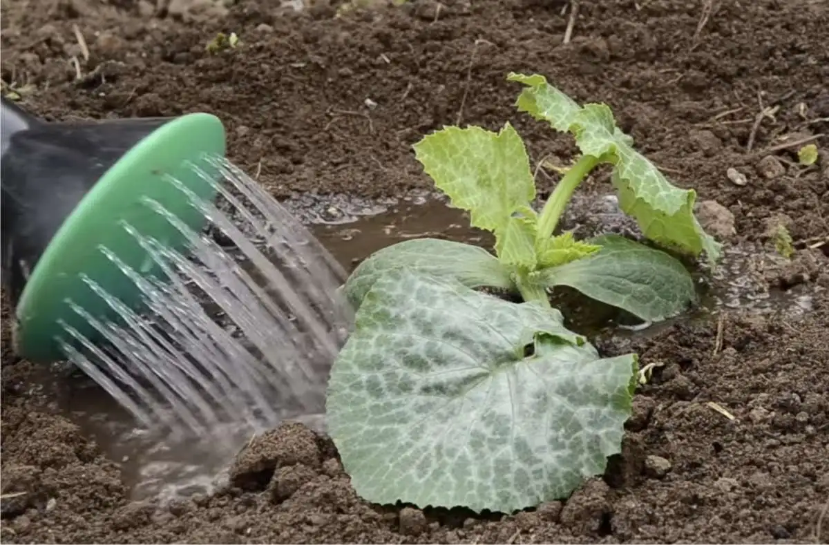 Piantare zucchine a giugno