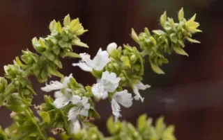 fiore di basilico