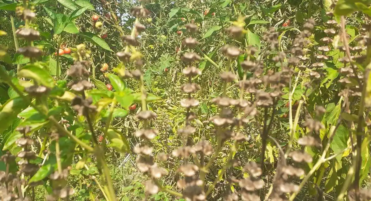 fiori secchi di basilico