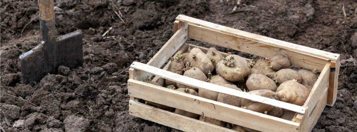 Coltivazione biologica della patata