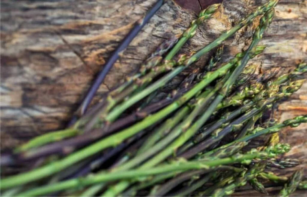 asparagi raccolti
