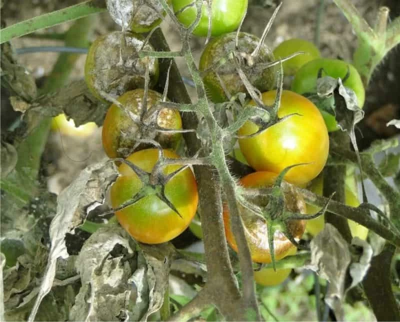 marciume peronospora