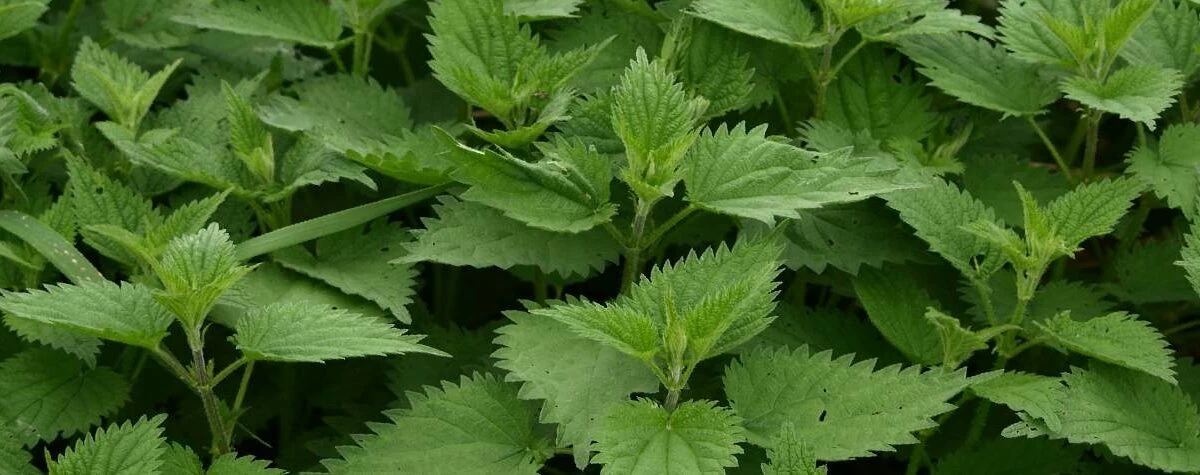 pianta di ortica