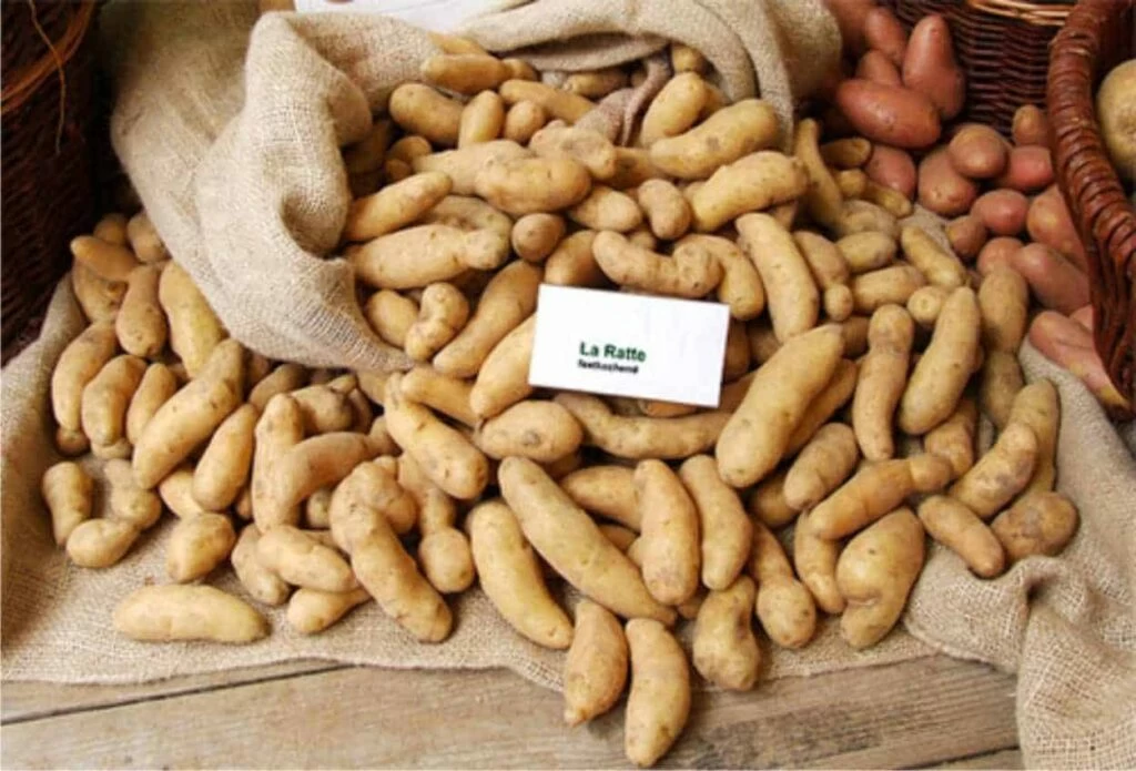 patate ratte varietà antica