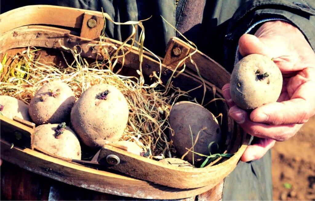 patate da seminare