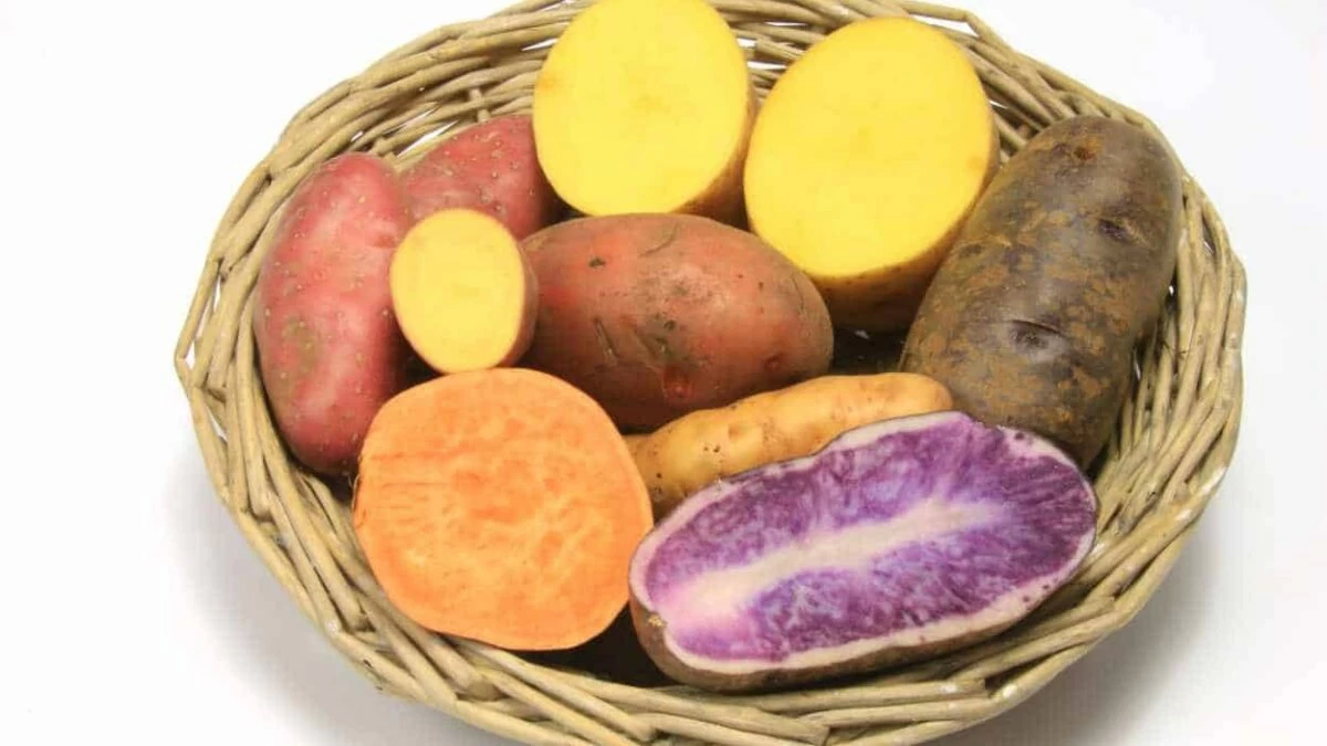 patate da semina di varietà diverse
