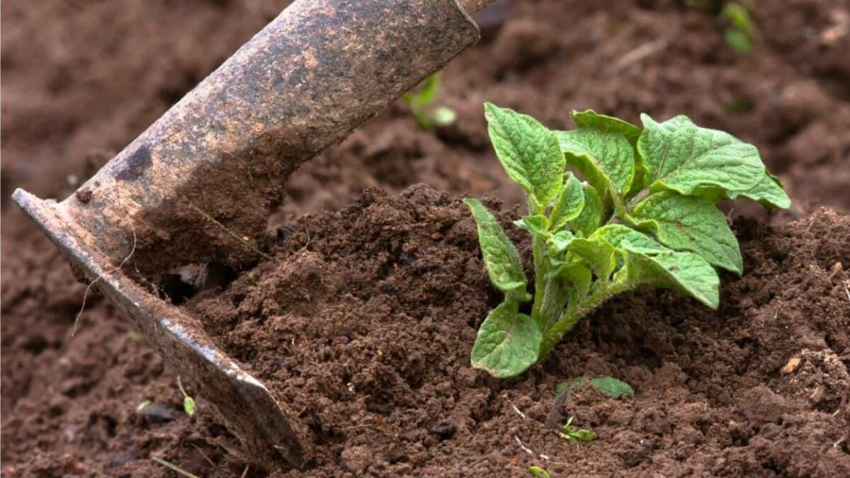 rincalzare le patate