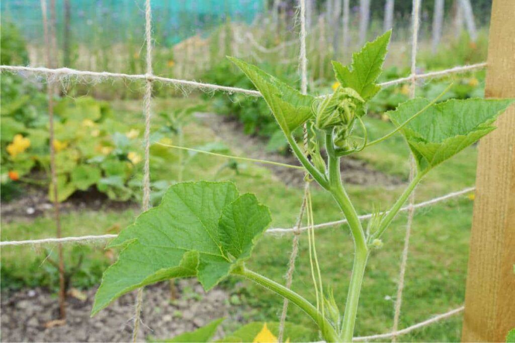 zucchina di albenga rampicante