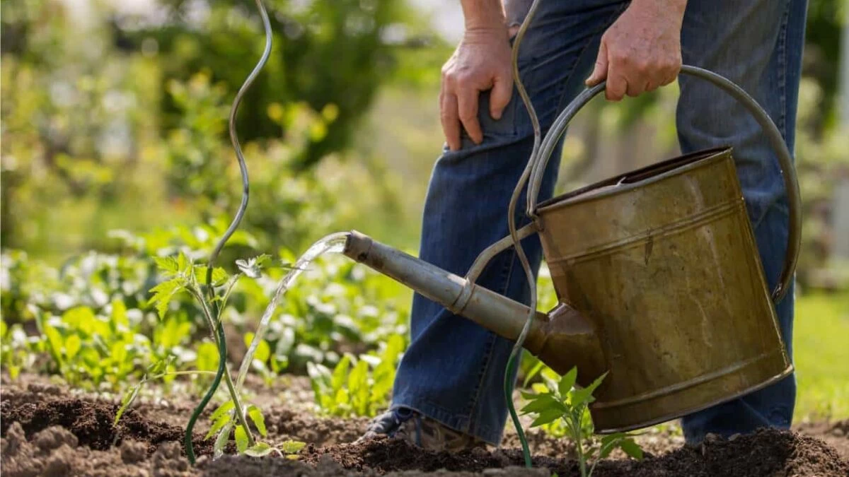bagnare orto in siccità