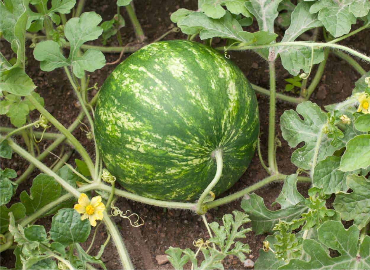 10 Pezzi Supporto Per Melone Supporto Per Anguria Supporto Per Melone Supporto Per Zucca E Fragola Supporto Per Giardino E Fattoria 88403051