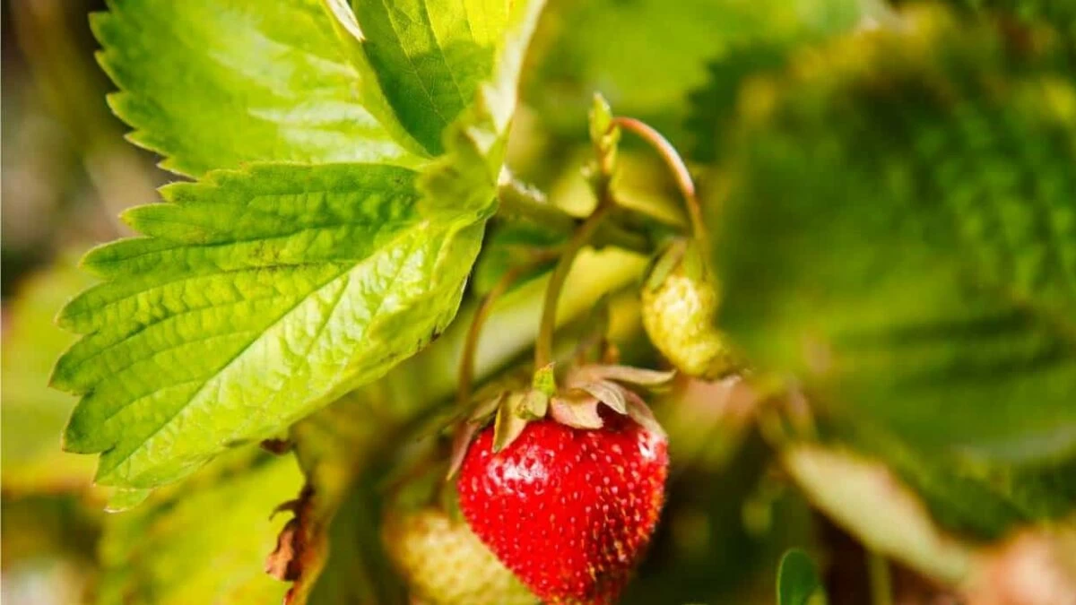 fragolina di bosco con semini