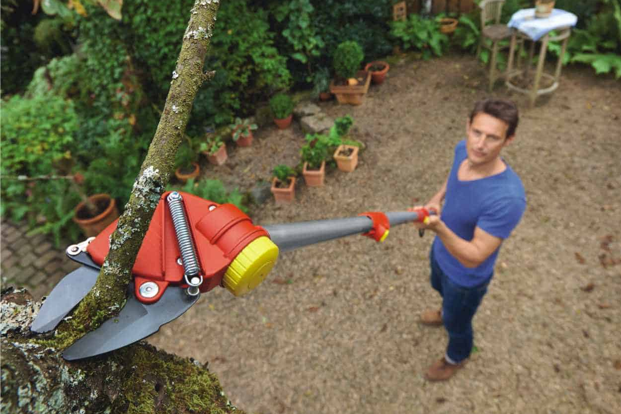 taglio di potatura su rami alti