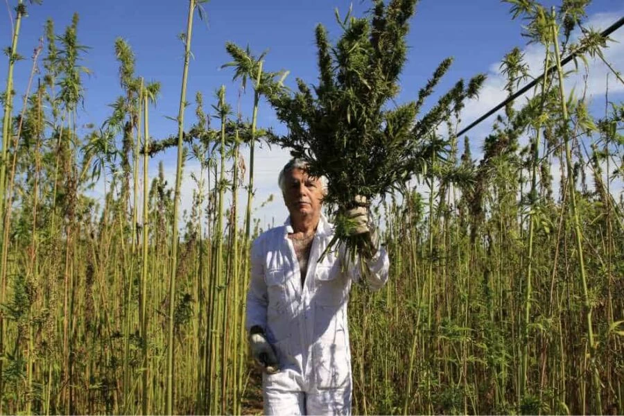 infiorescenza di canapa