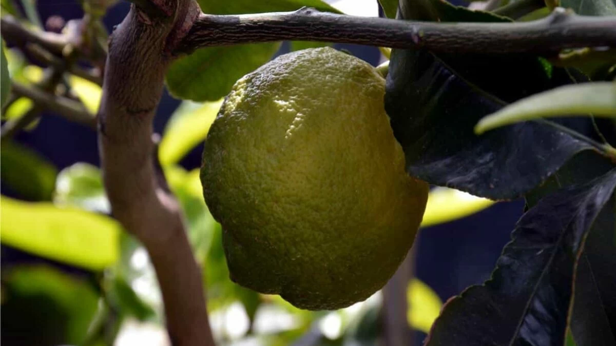 patologie del limone