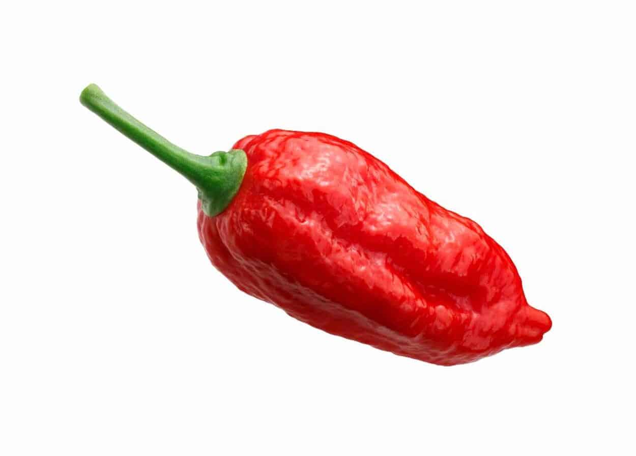 Morich Naga Morich: proprietà e coltivazione del peperoncino indiano
