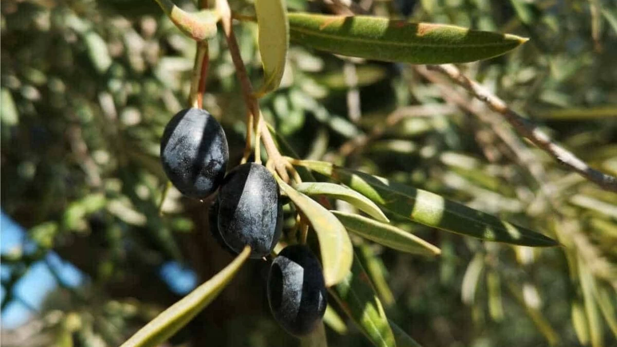 olive varietà