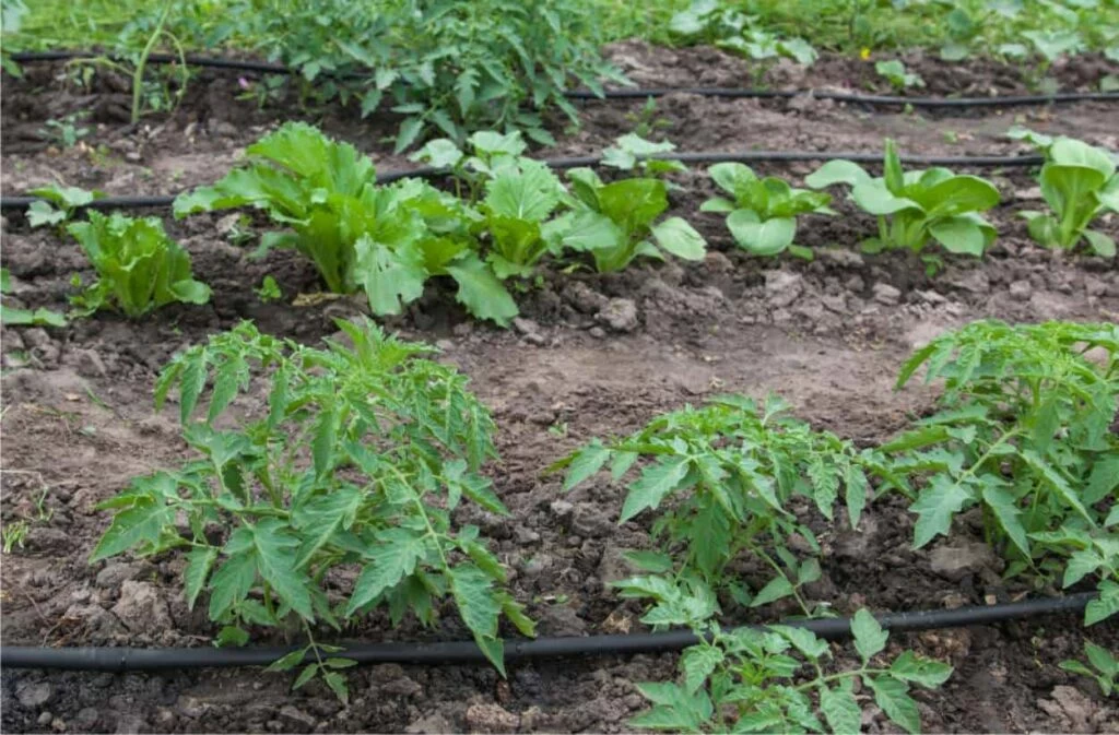 orto di luglio irrigazione