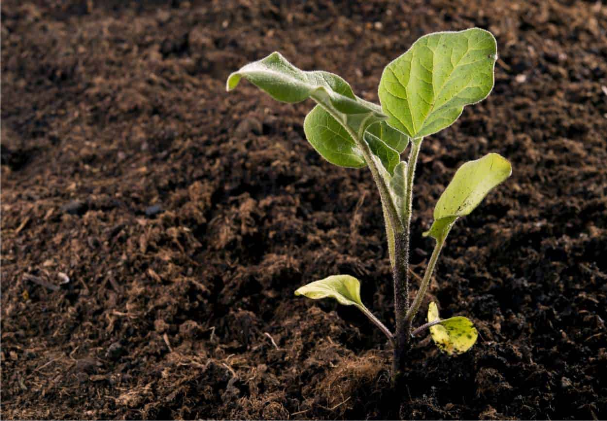 Piantina Di Melanzana Bianca Innestata - Vaso 14 Cm, Pronta Per Trapianto, Non OGM, Vivaio Italiano - Foto 9