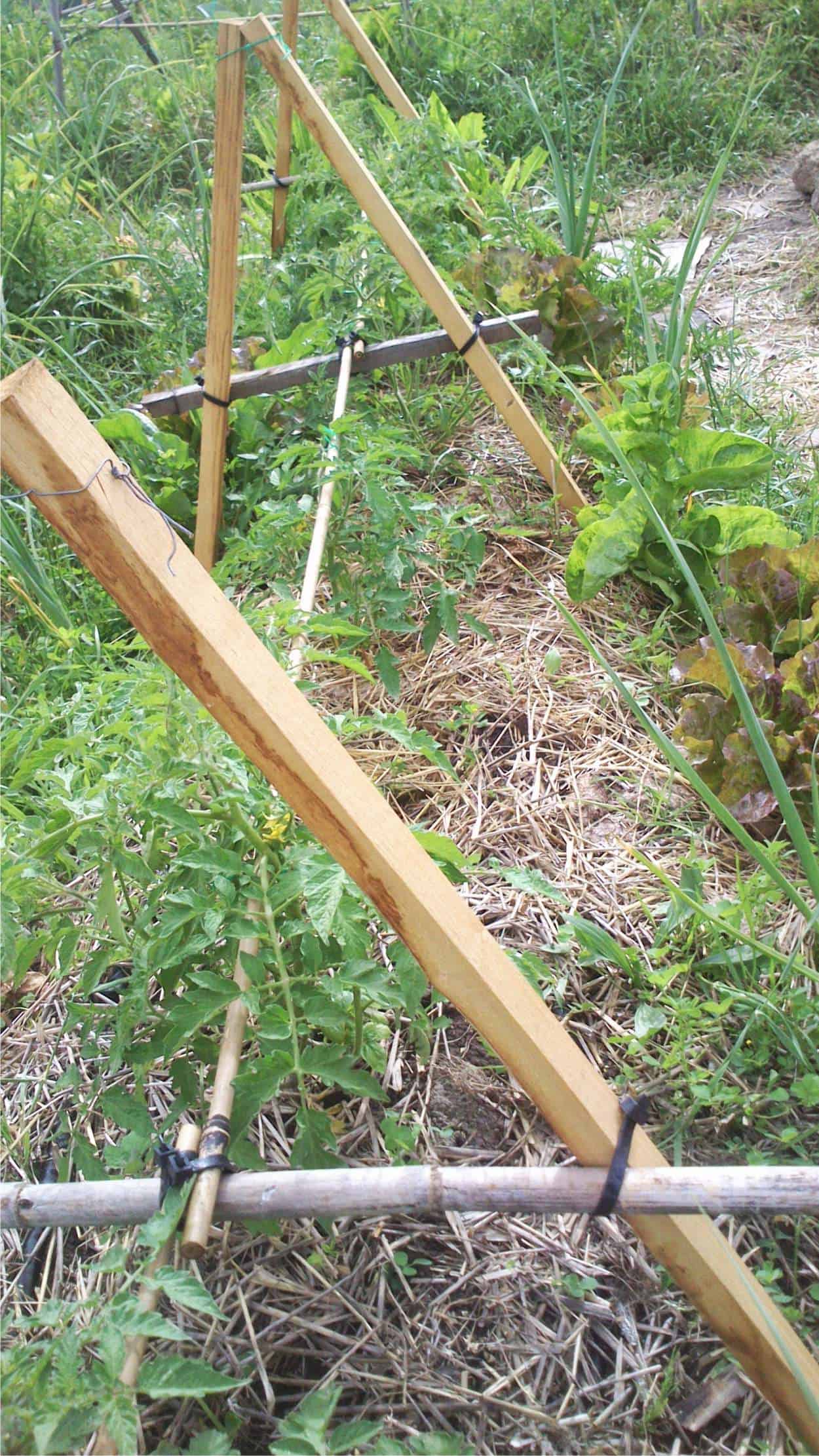 Suinga Set di 200 Tutori in Bambù per Piante 100 cm (8-10 mm) – Canne di Bambù, Supporti per Ortaggi, Pomodori, Alberi e Giardinaggio