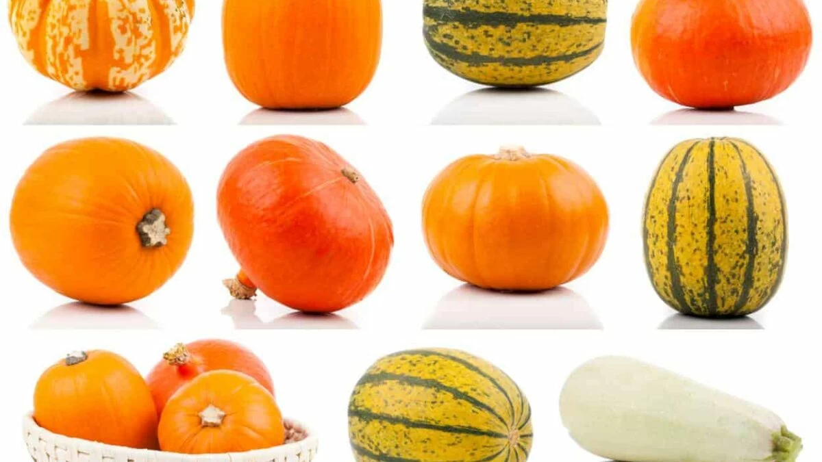 tipi di zucca