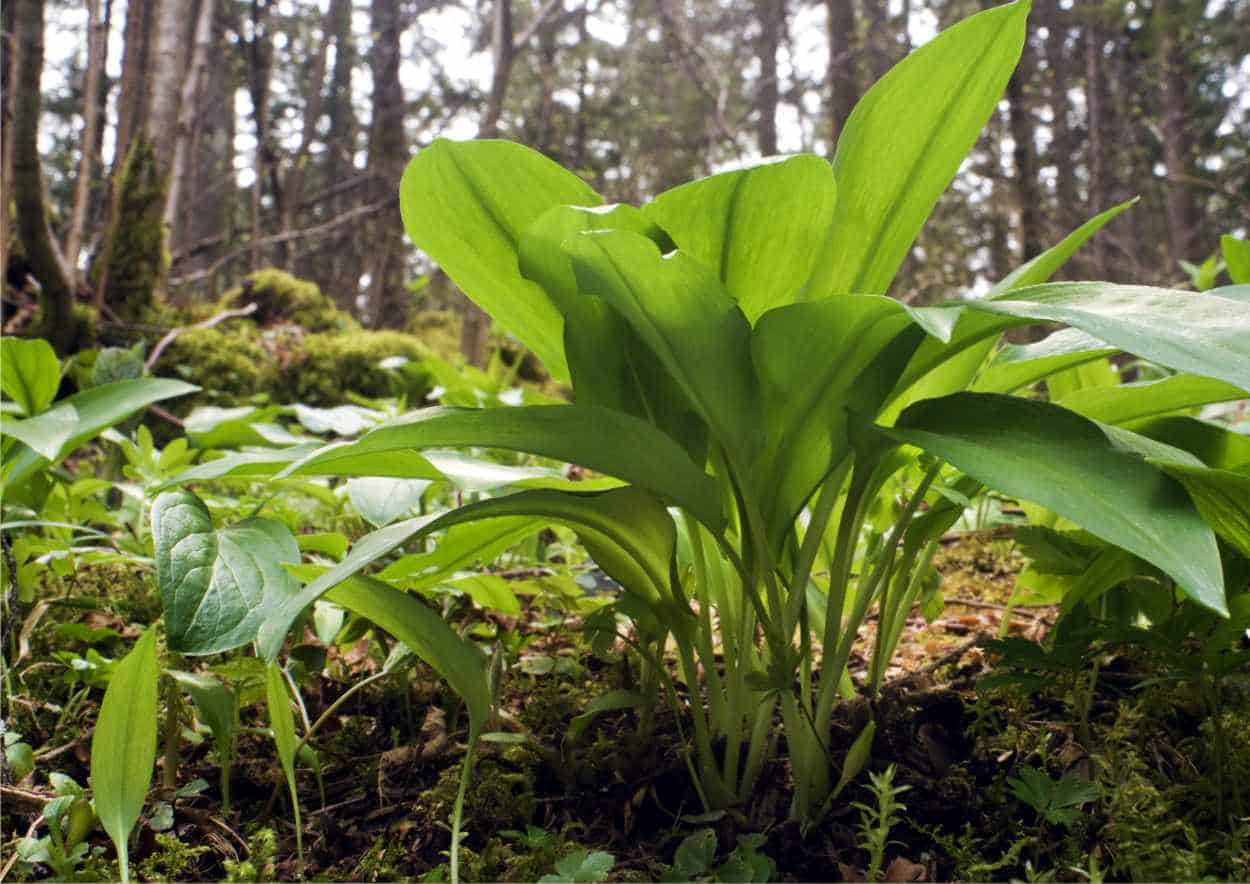Pesto di aglio orsino ( Allium Ursinum) - I fiori del bene