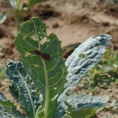 cimice dei cavoli