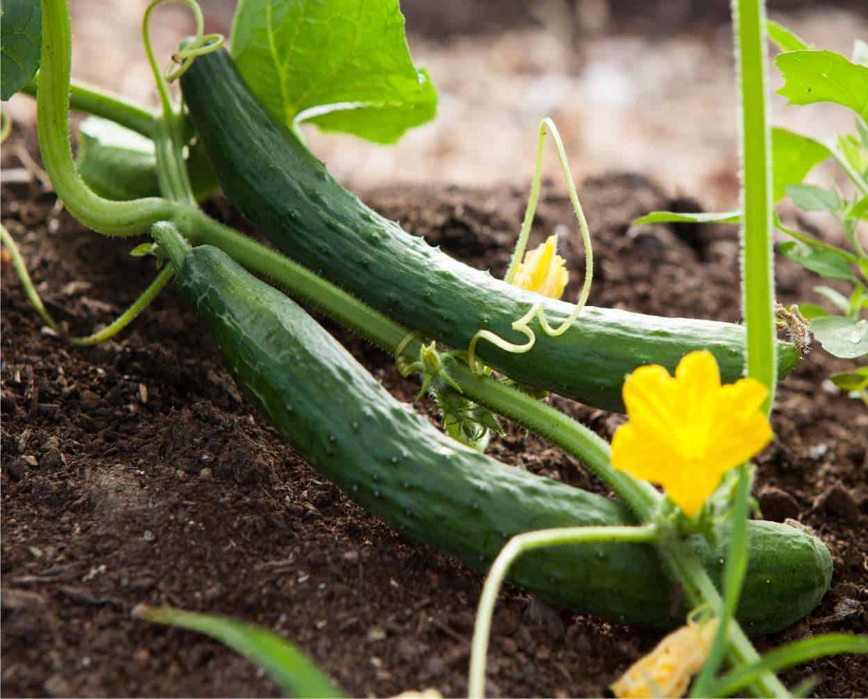 Windhager Rete Per La Crescita Perfetta Di Cetrioli, Pomodori E Piante Rampicanti Aiuto Ottimale Per Giardino E Serre Larghezza Maglie 50 Mm 2 X 10 92947257